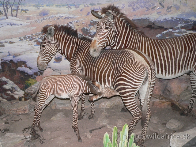 Picture 153.jpg - Grevy´s Zebras.